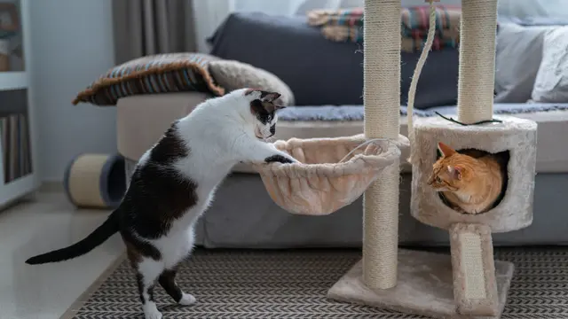 Kandang Kucing