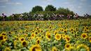 Para pebalap Tour de France saat melintas deretan bunga Matahari pada etape keempat dengan jarak tempuh 207,5 km antara Mondorf-les-Bains dan Vittel, (4/7/2017). (AFP/Lionel Bonaventure)