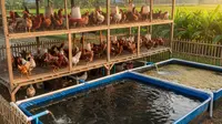 7 Jenis Ikan yang Cocok Dipelihara Dekat Kandang Ayam Rumahan, Panen Ganda dalam Satu Lahan