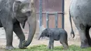 Bayi gajah perempuan bersama ibunya 'Salvana' saat bermain di kandang di kebun binatang Hagenbeck di Hamburg, Jerman (4/9). (AFP Photo/dpa/Daniel Reinhardt/Jerman Out)