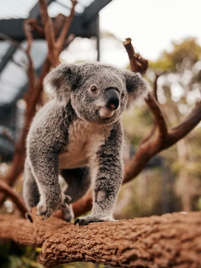 Taronga Zoo