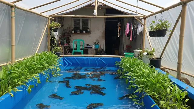 Budidaya Lobster Air Tawar dan Kangkung Air dalam Kolam Terpal Sederhana