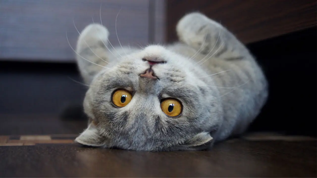Kucing Lucu Ini Tirukan Pose Julurkan Lidah Ala Albert Einstein
