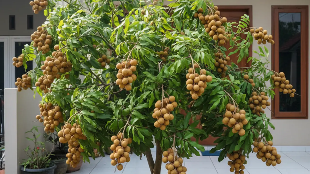 Tips Agar Pohon Kelengkeng Berbuah Lebat