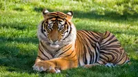 Ilustrasi Mimpi Bertemu Harimau Credit: pexels.com/Jose