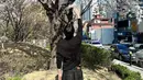 Aktor Byeon Woo Seok tak banyak mengunggah foto diri saat berjalan-jalan melihat bunga ini bermekaran. Ia memilih untuk membagikan foto tampak belakang, dan juga potret bunga ini yang putih bersih, tampak kontras dengan birunya langit dilatar belakang. (Instagram/ byeonwooseok)