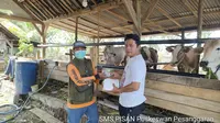 Pemkab Banyuwangi Genjot Produktivitas Sapi Indukan Melalui Program SMS PISAN