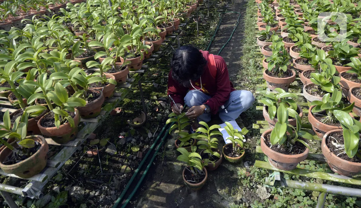 Pembeli memilih anggrek jenis dendrobium di tempat pembibitan budi daya anggrek, Pocis, Kecamatan Setu, Tangerang Selatan, Banten, Senin (31/8/2020). Anggrek dendrobium pesanan pembeli akan dikirim ke berbagai daerah, kebanyakan pemesan dari Kalimantan dan Sulawesi. (merdeka.com/Dwi Narwoko)