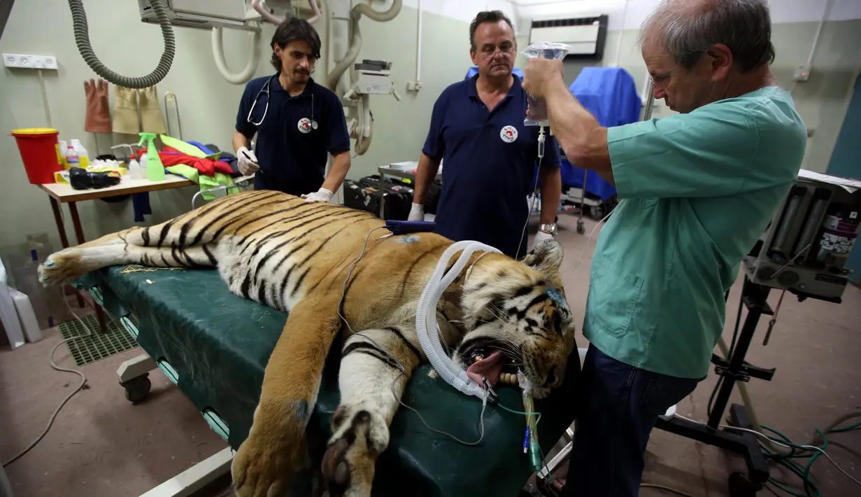 Seekor harimau bernama Laziz tengah diperiksa organisasi internasional Four Paws usai dievakuasi dari kebun binatang di Khan Yunis, selatan Jalur Gaza di rumah sakit hewan Universitas Hebrew, Israel (24/08). (AFP PHOTO/Menahem Kahana)