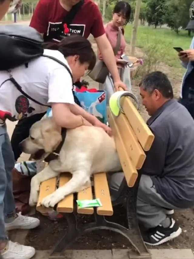 anjing polisi
