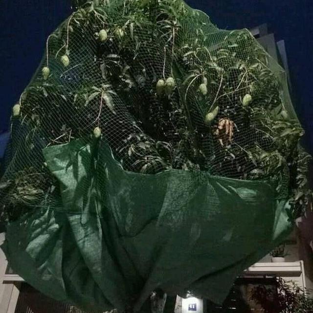 6 Potret Cara Nyeleneh Amankan Buah di Pohon Ini Bikin Ngakak