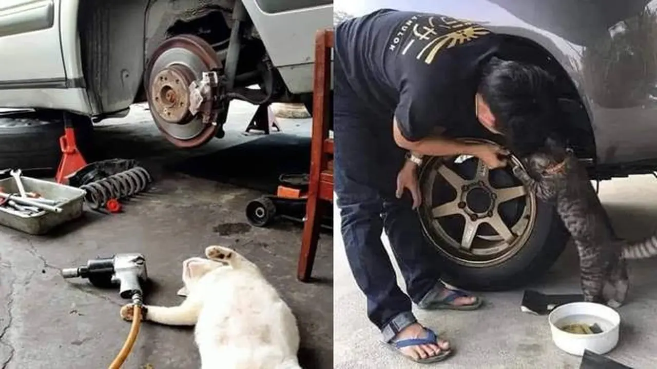 Dibersarkan di Bengkel, Ini 7 Potret Kocak Kucing Saat Jadi Mekanik