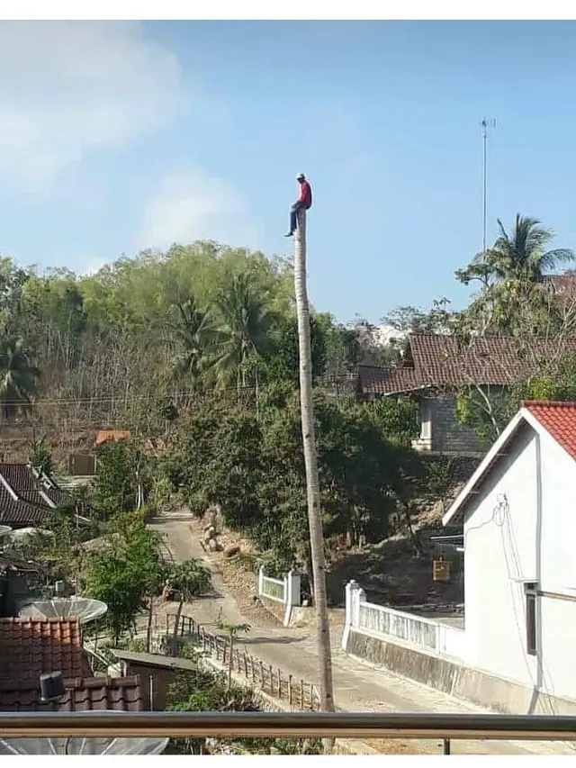 Kelakuan Orang Saat di Atas Pohon ini Bikin Tepuk Jidat
