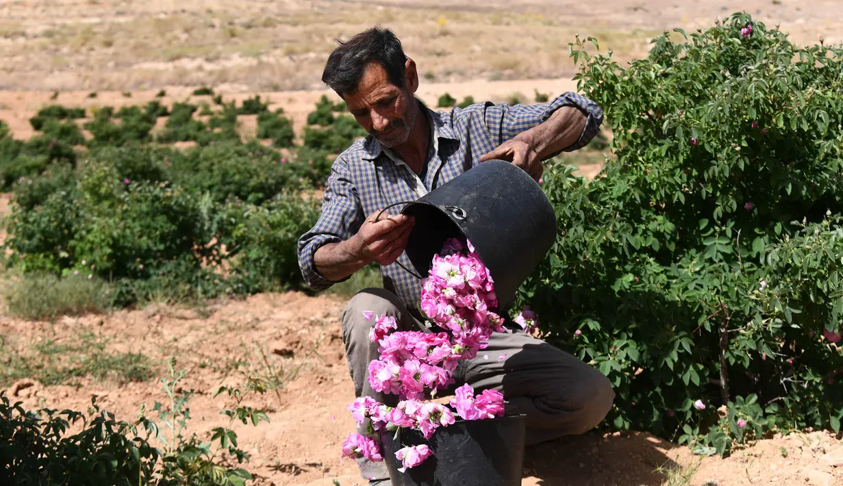 Seorang pria Suriah ambil bagian dalam proses pemetikan Damask atau Mawar Damask (Damascene Rose) yang populer di Kota al-Marah, sebelah utara ibu kota Damaskus, Suriah, (27/5/2020). (Xinhua/Ammar Safarjalani)