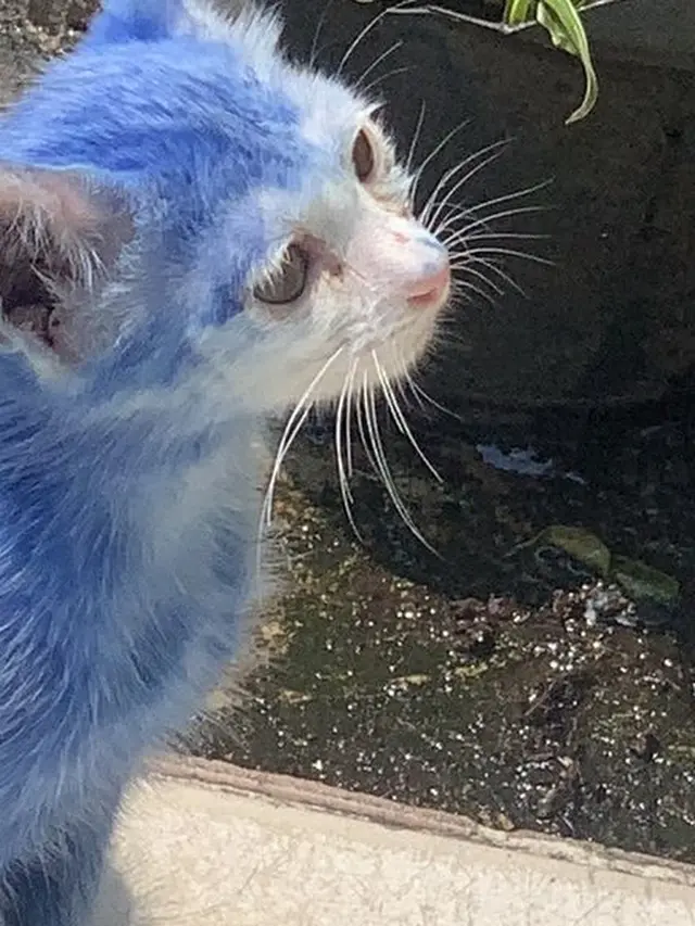 6 Potret Kucing dengan Warna Bulu Nyeleneh, Lucu Tapi Bikin Kasihan
