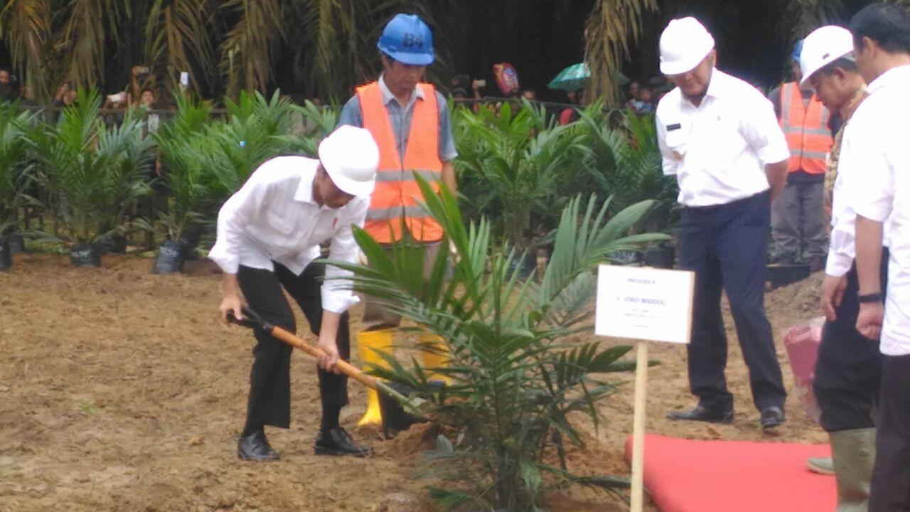 Presiden RI Joko Widodo saat meresmikan program peremajaan lahan kelapa sawit (Liputan6.com / ist - Nefri Inge)