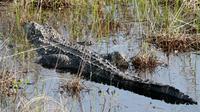 Aligator Amerika jumlahnya melimpah di Florida (Robert Burton/US Fish & Wildlife Service)