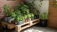 9 Desain Kebun Cabai di Meja Kayu Palet ala Kebun Mini, Estetis dan Fungsional