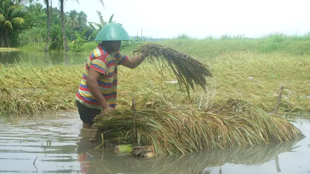 Banjir merendam padi siap panen di Kawunganten Kabupaten Cilacap, Jawa Tengah, 2010. (Foto: Liputan6.com/ Muhamad Ridlo)