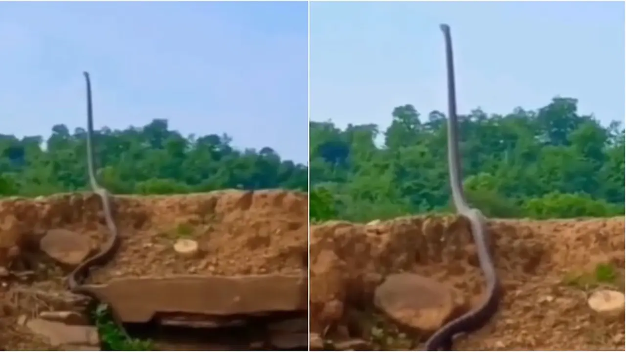 Video King Kobra Berdiri Tegak Ini Viral, Hampir Angkat Sepertiga Tubuhnya