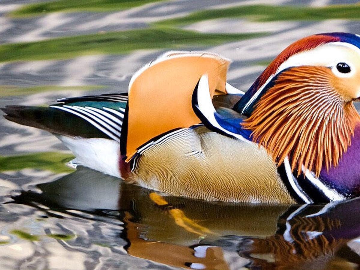 5 Fakta Unik Mandarin Duck Bebek Tercantik Di Dunia Hot Liputan6 Com