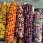 Jagung Ini Memiliki Warna Pelangi Layaknya Batu Mulia (sumber. Lostateminor.com)