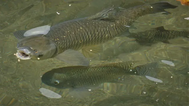 Ikan Dewa