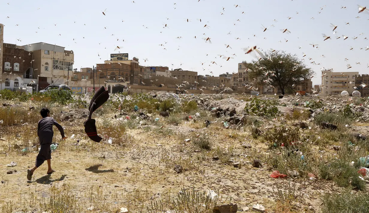Seorang anak mencoba menangkap belalang gurun di Sanaa, Yaman (9/10/2020). Kawanan belalang gurun menyerbu Sanaa, ibu kota Yaman, pada Jumat (9/10). (Xinhua/Mohammed Mohammed)