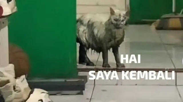 6 Meme Kucing Usai Kecebur Got Kocak, Pemilik Hanya Bisa Elus Dada
