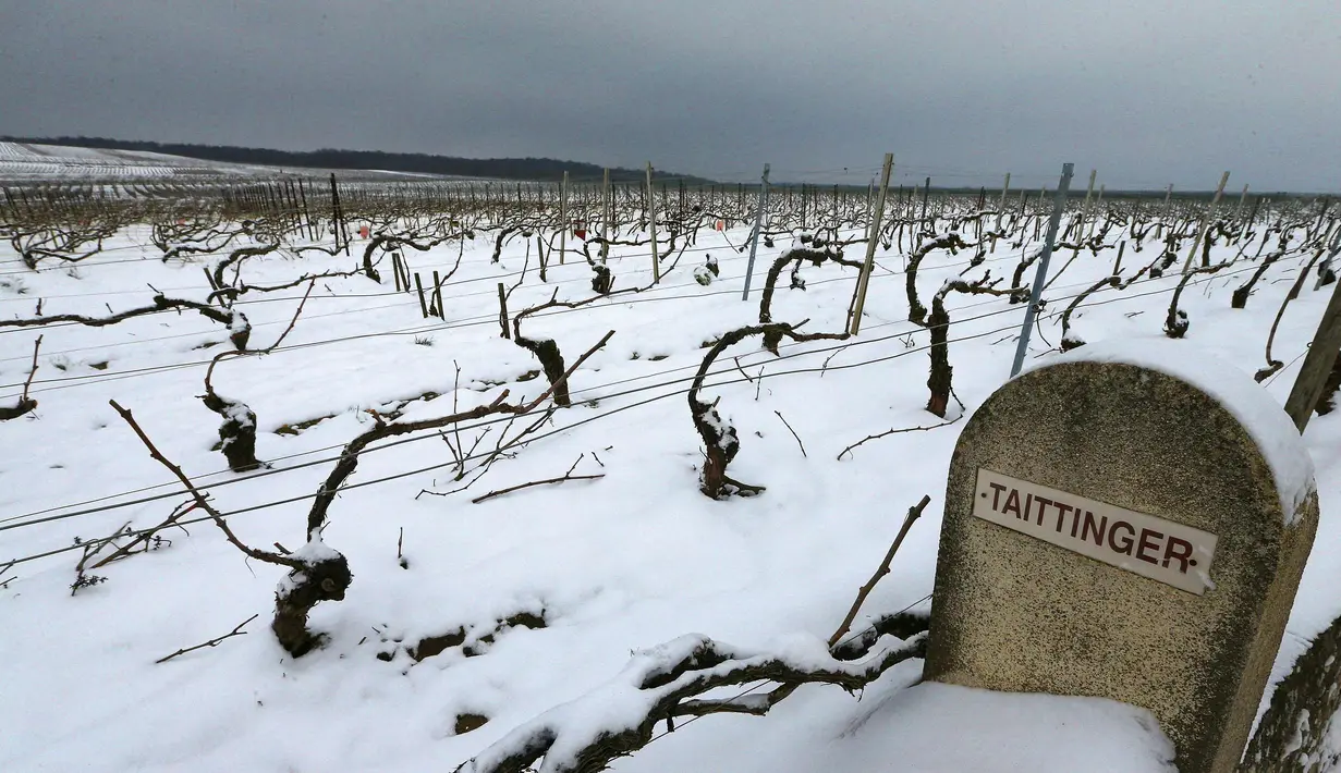 Kebun anggur terlihat diselimuti salju di rumah produsen sampanye Taittinger pada hari pertama musim semi di wilayah Champagne di Mailly-Champagne, dekat Reims, (19/3). (AFP Photo/Francois Nascimbeni)