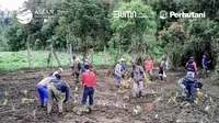 Rehabilitasi Ranca Upas setelah insiden komunitas trail melindas kebun edelweis rawa di kawasan tersebut. (Tangkapan Layar Instagram/perumperhutani)