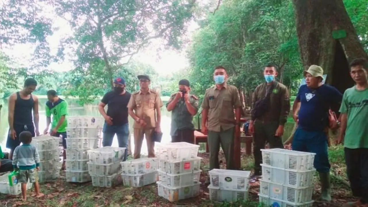 Proses pelepasliaran ratusan burung yang selamat dari perdagangan satwa ilegal.