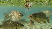 Pakan Ikan Gurame Ukuran 3 Jari, Panduan Lengkap untuk Pertumbuhan Optimal