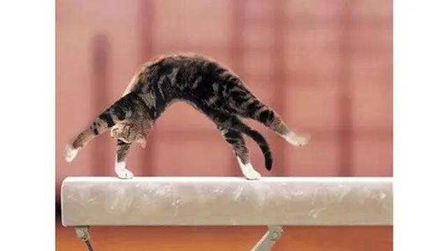 6 Potret Kucing Banyak Tingkah Ini Lucu, Terlalu Atraktif