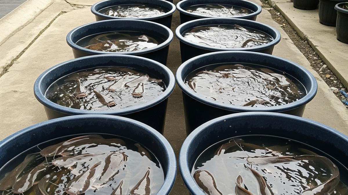 Lele Mati Mendadak di Ember? Ini 6 Penyebab Utama yang Sering Disepelekan