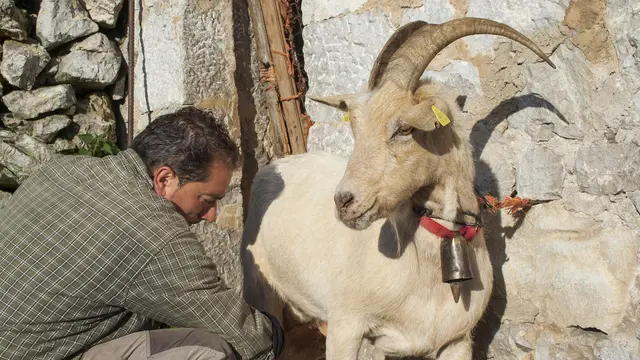 Susu kambing di Spanyol