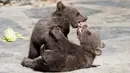 Dua bayi beruang cokelat Suriah bermain di kandang mereka di Kebun Binatang Servion, Swiss, Selasa (17/4). Tiga bayi beruang lahir pada 19 Januari 2018. (Cyril Zingaro / Keystone via AP)
