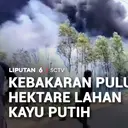 Kebakaran Puluhan Hektare Lahan Kayu Putih