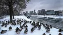 Bebek liar duduk di tepi sungai Neris yang tertutup salju di Vilnius, Lituania, Kamis, 8 Desember 2022. Salju terus turun di seluruh negeri, saat suhu turun hingga -3 derajat Celcius, 26,6 Fahrenheit. (AP Photo/Mindaugas Kulbis)