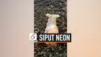 Seorang pendaki menemukan seekor siput dengan penampilan tidak biasa di bukit Changhua, Taiwan. Hewan tersebut memiliki tubuh warna-warni menyerupai lampu neon.