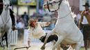 Seorang Gaucho terjatuh dalam Criolla del Prado di Montevideo, Uruguay, Rabu (12/4). Para Gaucho berjuang menaklukan kuda liar dalam perayaan tersebut. (AP Photo / Matilde Campodonico)