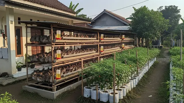 Kandang Puyuh Bertingkat dengan Cabai Rawit di Samping Kandang