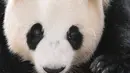 Kebun binatang Korea Selatan telah mengumumkan kelahiran dua panda kembar raksasa yang pertama lahir di negara itu yang memicu kehebohan di dunia maya. (Handout / Everland / AFP)