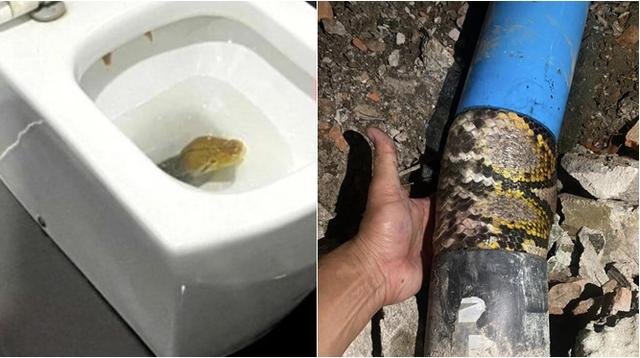 Ular piton seberat 23 kilogram ditemukan tersangkut di pipa toilet. (Sumber: The Thaiger)