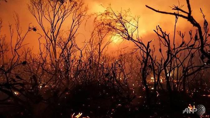 Ilustrasi kebakaran hutan dan lahan di Australia selama musim kemarau, lazim dikenal sebagai fenomena Bushfire. (Rob Griffith / AFP PHOTO)