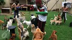 Sebuah rumah di perumahan Ganda Asri 2, Tangerang, riuh dengan suara gonggongan puluhan ekor anjing yang terdapat di dalamnya. Para anjing dan kucing di rumah itu tampak terawat dan memberi kesan ramah terhadap tamu yang datang. (Liputan6.com/Johan Tallo)