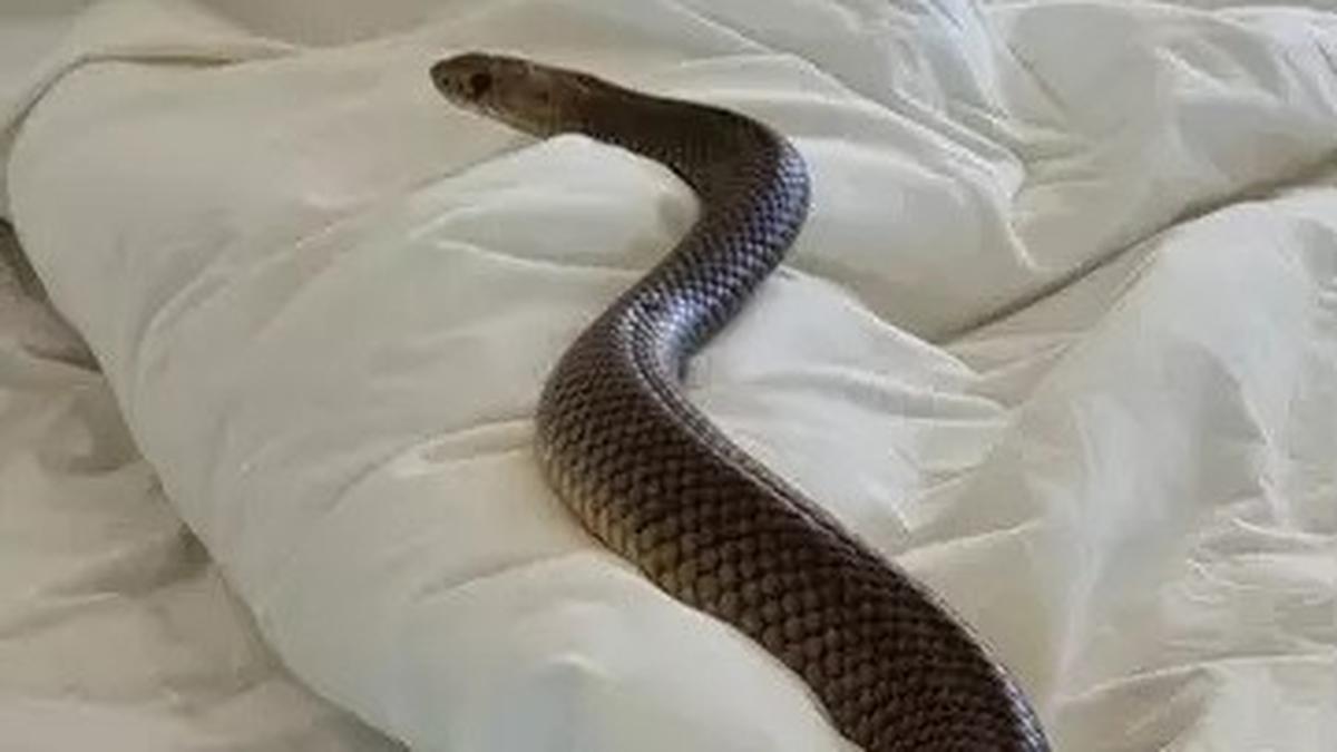 8 Cara Aman Mengusir Ular yang Masuk ke Kamar Tidur Tanpa Panik dan Tanpa Melukai