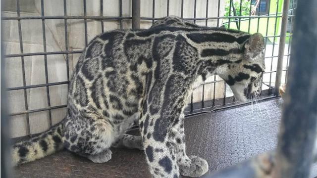 Macan Dahan