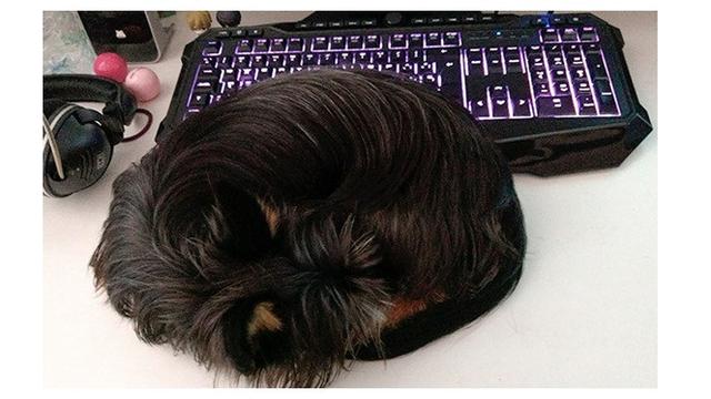 8 Potret Anjing saat Tiru Tingkah Laku Kucing Ini Bikin Geleng Kepala