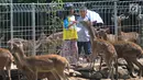Anak-anak memberi makan rusa Jawa di penangkaran yang terletak di pintu masuk Perumahan BNR, Bogor, Jawa Barat, (19/6). Serlain gratis, pengunjung dapat memberi pendidikan lingkungan hidup kepada anak-anak. (Merdeka.com/Arie Basuki)